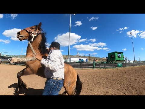 Wild Horse Race Peridot,AZ 2024