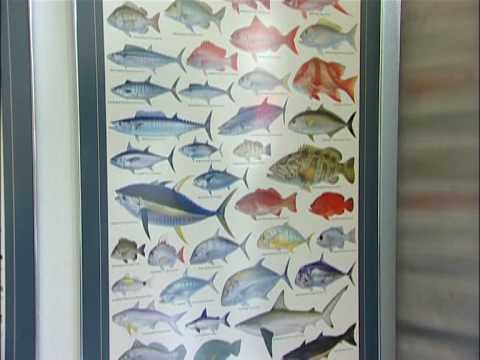 download lagu mp3 mp4 Mercury In Australian Fish, download lagu Mercury In Australian Fish gratis, unduh video klip Mercury In Australian Fish