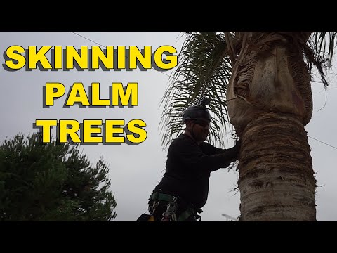 How to Skin a Palm Tree the Correct Way