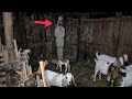 POCONG DI KANDANG KAMBING 7 PENAMPAKAN HANTU TERSERAM DAN TERJELAS YANG VIRAL DI INTERNET