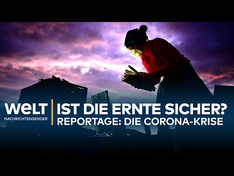 CORONA-REPORTAGE: Ist unsere Ernte sicher?