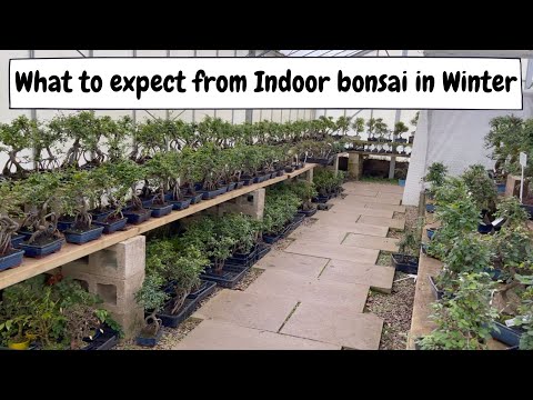 What to expect from indoor bonsai in winter