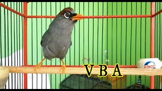 Download lagu SUARA SANTAI POKSAY MANDARIN , SANGAT AMPUH BUAT MASTERAN BURUNG POKSAY ANDA YANG MALAS BUNYI mp3 Download lagu SUARA SANTAI POKSAY MANDARIN , SANGAT AMPUH BUAT MASTERAN BURUNG POKSAY ANDA YANG MALAS BUNYI mp3