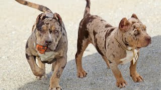 Top 10 Amazing Merle Dog Breeds