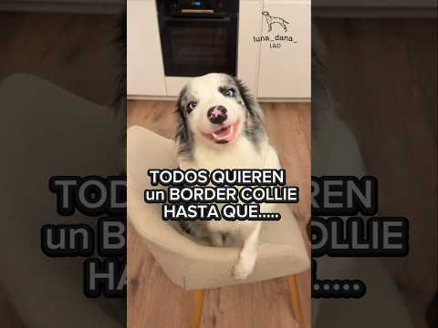 😅🤭Todos quieren Tener un BORDER COLLIE, hasta que...#perros #dog #bordercollie #videosgraciosos