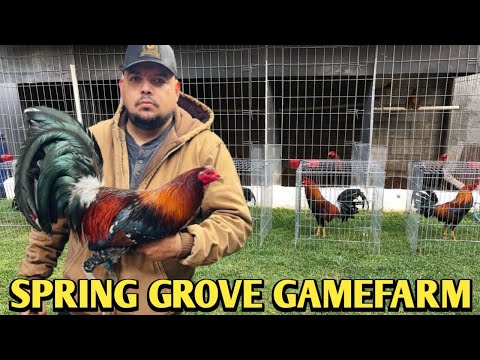 Hatch Grey Boston Roundhead Kelso - SPRING GROVE FARM