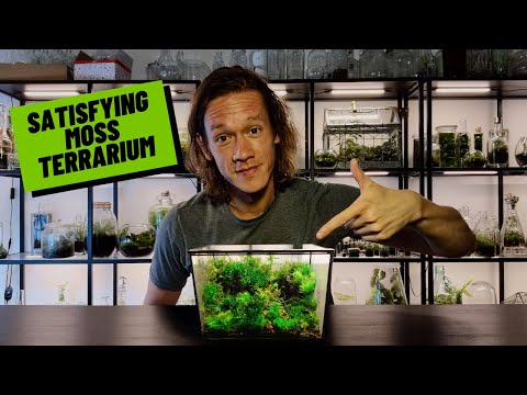 How To Make A Moss Terrarium (Mossarium)