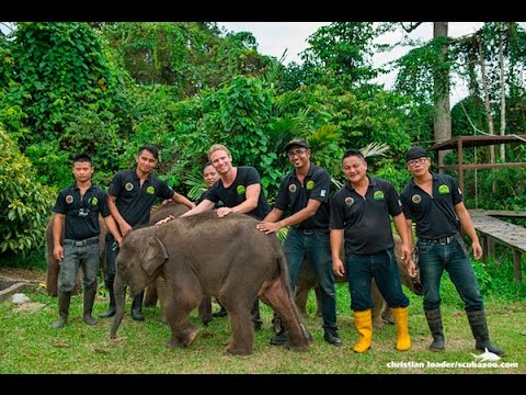 Wildlife Rescue Unit - Young Elephants