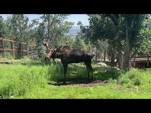 Atka is growing an impressive rack of antlers this year!