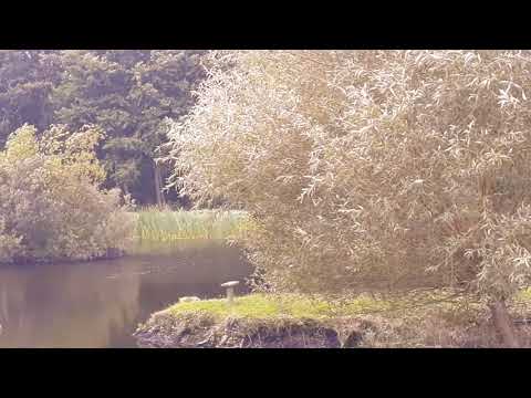 Julge - bocian z Estonii, podróżnik w Polsce - 31.08.2021