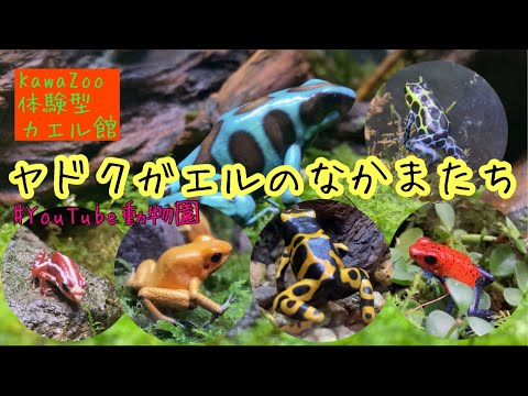 ヤドクガエルについて詳しく解説