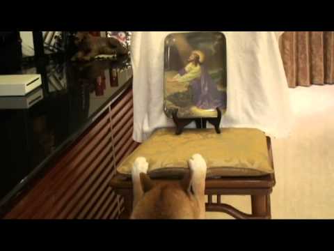 虔誠的基督徒 (柴犬篇)(原發表者:MEKI麻)(影片)