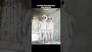 Download lagu HEWAN YANG MENJADI SERAM KETIKA MALAM HARI #shorts #gudangit mp3 Download lagu HEWAN YANG MENJADI SERAM KETIKA MALAM HARI #shorts #gudangit mp3