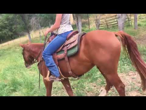 HMR - CKC Shelby 2015 Prospect