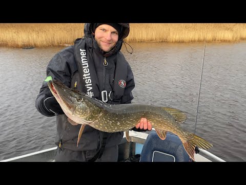 Miten kalastetaan haukia loppusyksyllä - Isoja haukia matalassa - Hauen kalastus - Eumer