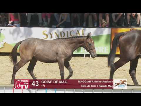 Decize 2016 : Lot 43 - Grise De Mag