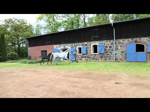 Oldenburger Stutfohlen von Sir Donnerhall / Gribaldi