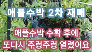 애플수박 이렇게 하면 수확후에 다시 주렁주렁!!
