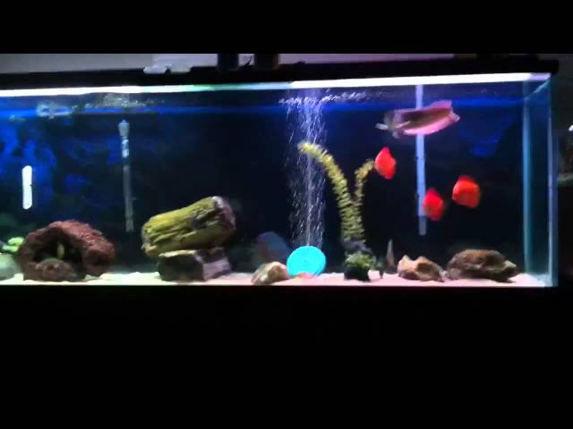 Discus Fish Tank Aquarium