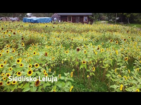 Mazowiecka wieś zaprasza - Siedlisko Leluja