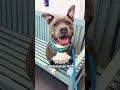 I Want A Pittopotamus For Christmas