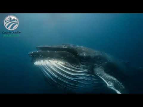 DEVOCIONAL:  HECHOS 28:17-31  "PABLO EN ROMA"