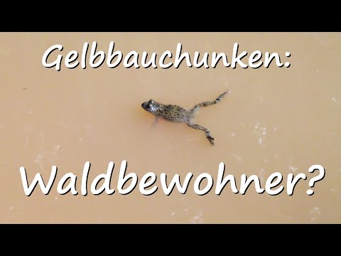 Gelbbauchunken: Waldbewohner!