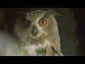 Bright Eyes - Shell Games (Official Video) HD - Sam Bright Eyes - Shell Games (Official Video) HD