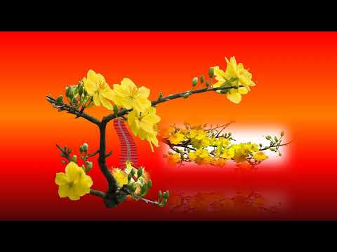 Thể hiện bởi Hiền Tịnh