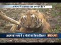 Uttarakhand: Forest Dept officials captures tiger that killed 2 people in Ramnagar
