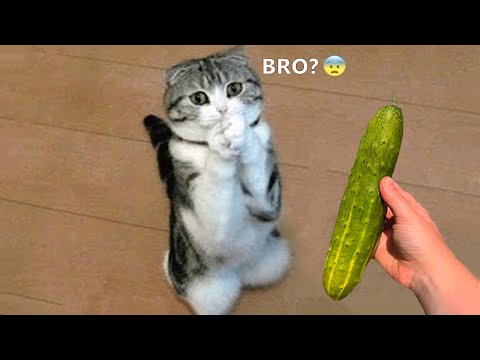 Funny Animals 2021 - Cute Dogs and Cats Doing Funny Things #4