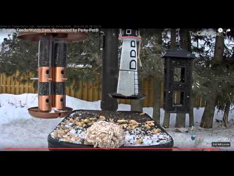 Crow or Raven (?) & the suet block  Video 2016 04 02 090315