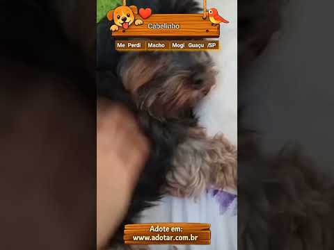 Vídeo de Cabelinho