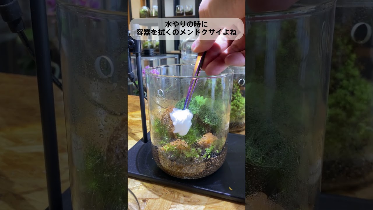 苔農家・苔作家のテラリウムの水やりルーティーン #苔テラリウム #苔 #テラリウム