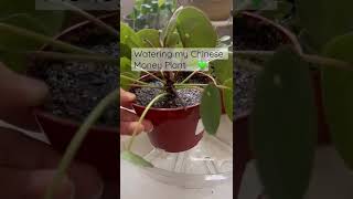 I water my Chinese money plant once a week & I have it in a west facing window #shorts #moneyplant