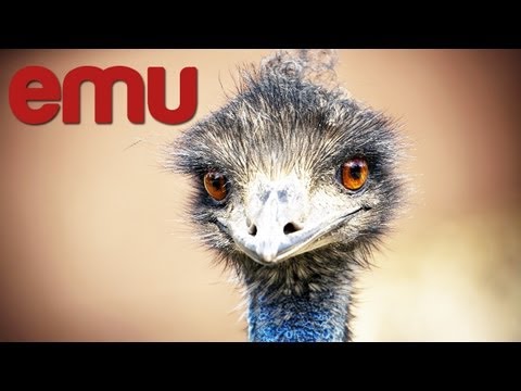 , title : 'Start Emu Farm in India How to Start Emu Breeding Business India'