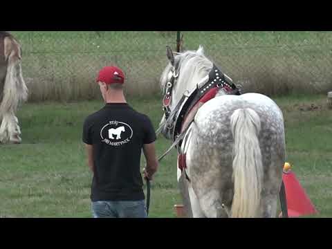 Těžký tah - jednospřeží - Videozáznam MČR chladnokrevníků 2018 v Klokočově