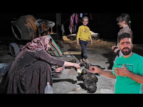 Rescue of 6 puppies by Razia and her children in the generous mountain