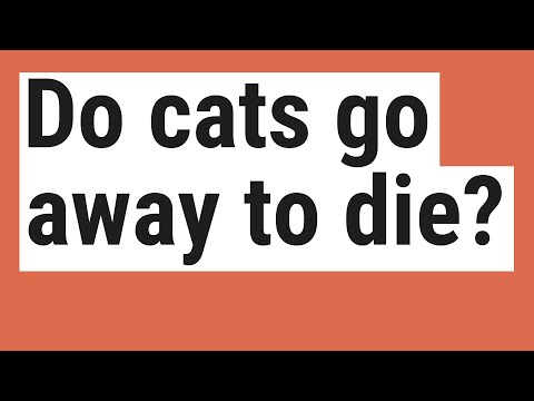 Do cats go away to die?