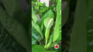 Flor de Galatea 💚 Ha abierto una de las tres flores de mi Galatea o Dieffenbachia #shorts #short