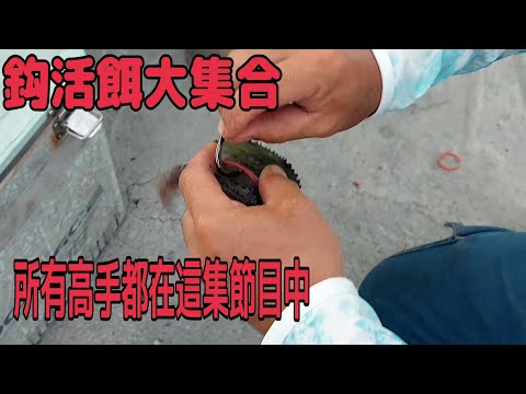 龍膽子線加鉛