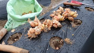 쪽파농사 잘되게 소금 석회 비닐멀칭 심는시기 등등 한번 보시면 큰 도움이 되실거에요!!