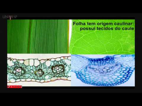 Plant Morphology - Class 16 - Leaf - Anatomy