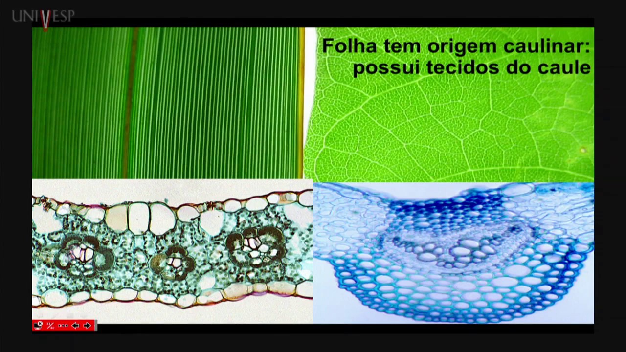 Morfologia Vegetal - Aula 16 - Folha - Anatomia