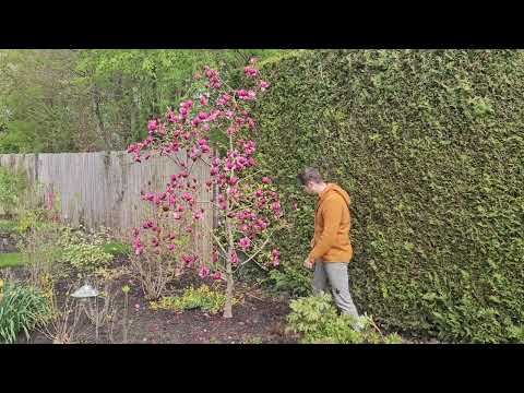 5-year-old Magnolia Genie flower count