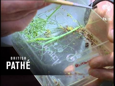 Out Takes / Cuts From Cp 712 - Roman Ruins, We Love Lepidoptera, Space Age Latin Lesson (1968)