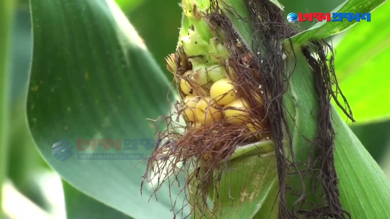 নড়াইলে জনপ্রিয় হচ্ছে পরিত্যক্ত জমিতে ভুট্টা চাষ