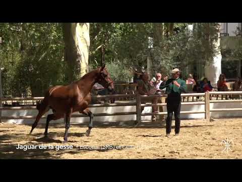 JAGUAR DE LA GESSE - F PSL - 06/05/2014 - BEAUCAIRE 2017 - MÉDAILLE D'OR