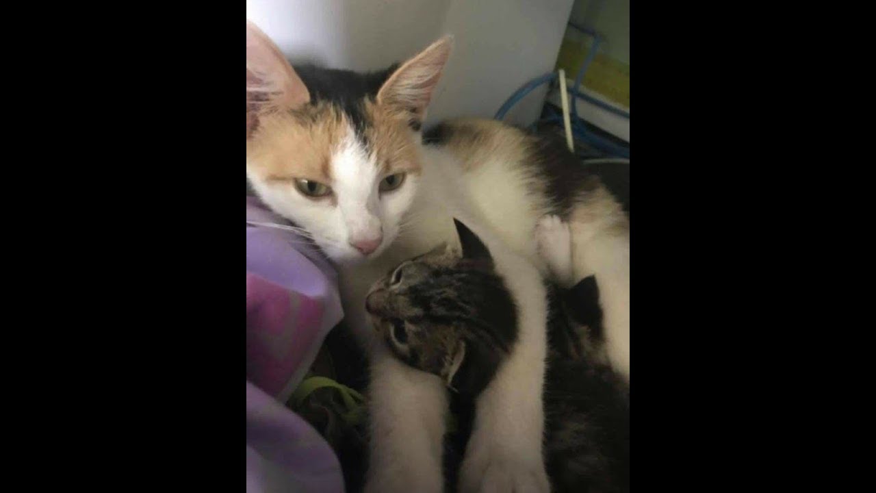 ある日、仲良くなった野良猫が子猫を連れて現れた。さらに促されるまま後を追うと、助けが必要な別の子猫を発見！その後・・・【nekoの部屋】