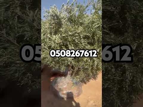 فيديو 8